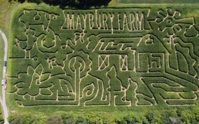 Corn Maze – Maybury Farms
