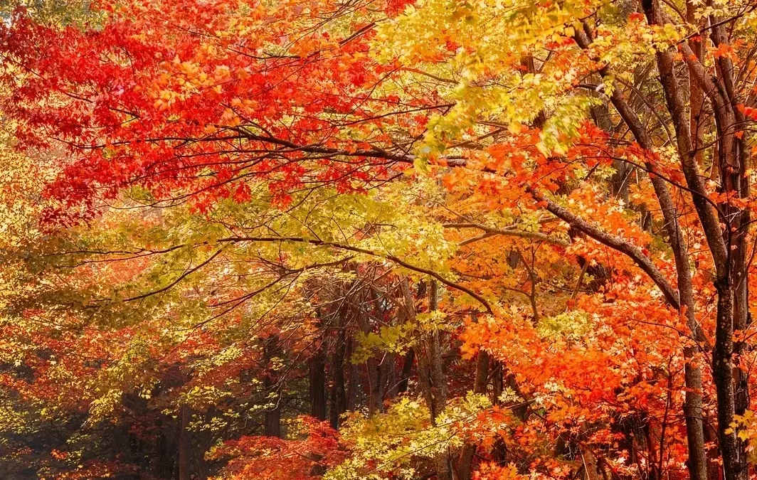 Here Are The Best Scenic Drives To See Michigan’s Fall Colors