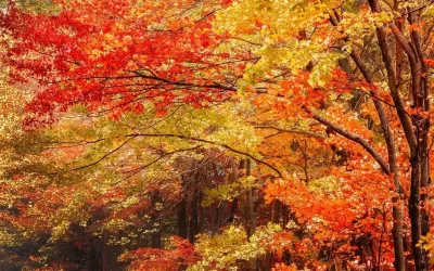 Here Are The Best Scenic Drives To See Michigan’s Fall Colors