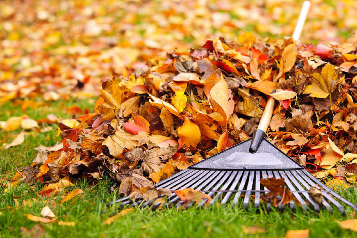 Leaf pick up